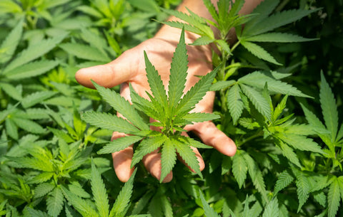 CBG: The Mother Cannabinoid for Focus and Clean Energy