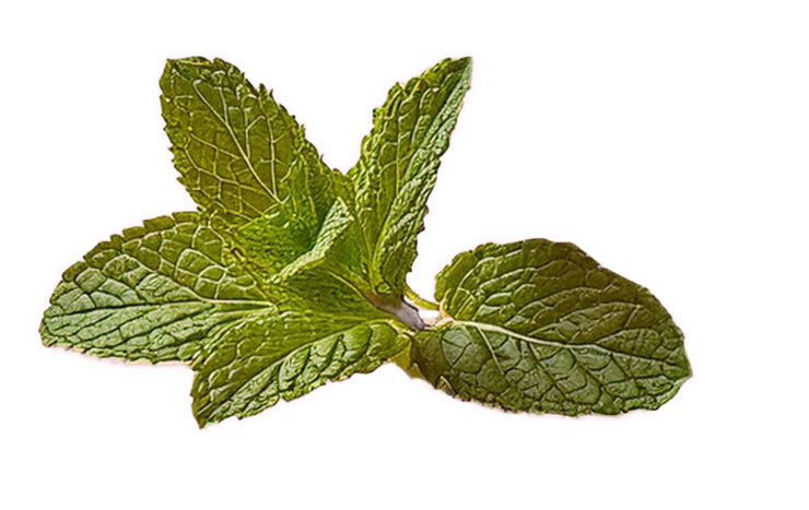 Watermelon Mint / 3 PACK